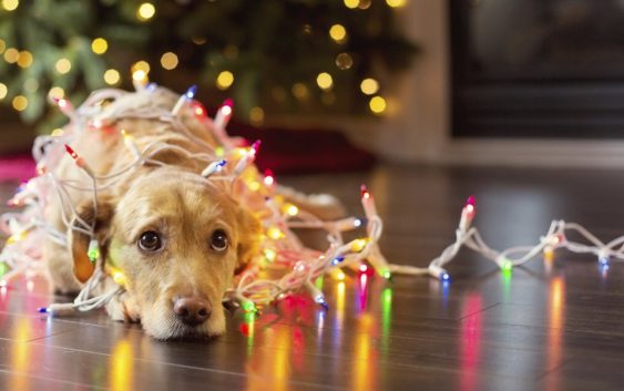 WHY SHOULDN’T ONE MISS CONFESSION BEFORE CHRISTMAS?