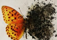 Щоденник “вертепника”: про незвичну подорож