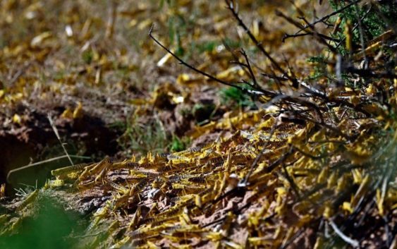 Посуха. Сарана. Епідемія. Все, про що сказано в Біблії актуально й сьогодні